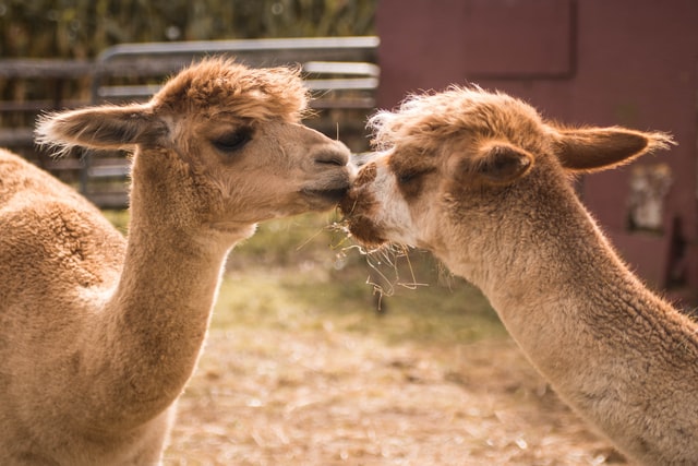 Two kissing camels