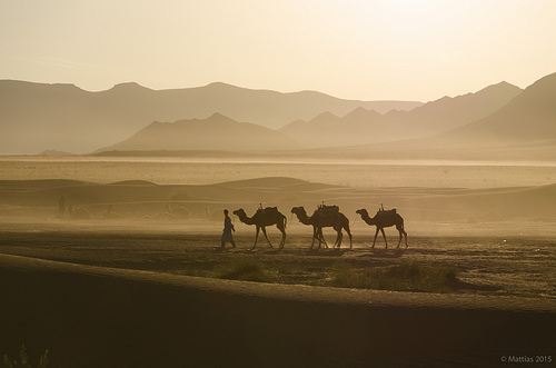 Desert Trip - A man with 3 camels walking in the desert