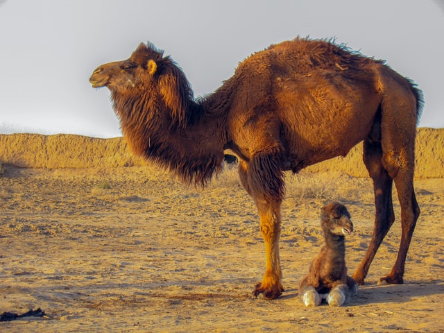 Two, baby and adult, brown camels. Dasht-e Kavir also known as Kavir-e Namak and the Great Salt Desert, is a large desert lying in the middle of the Iranian plateau.